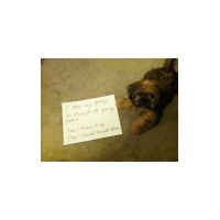 dog shame 4.jpg